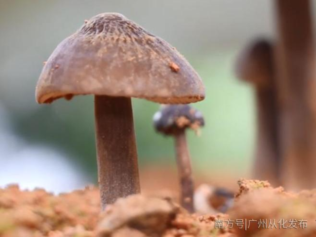 从化积极发展林下经济，开辟致富新思路