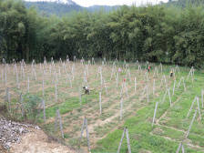 肇庆蒙坑村： “水陆空”扶贫合作社，抚慰大山“伤心人”