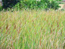 东莞仅剩的一块蒲草地，就在这条网红路