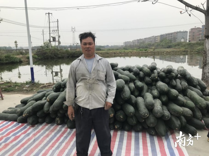 贫困户郭少才和他的滞销冬瓜