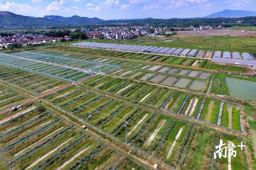 龙颈镇将以清新区委提出的“五大行动”作为主要抓手，以生态农业和生态旅游发展为引领谋划工作。梁素雅 摄