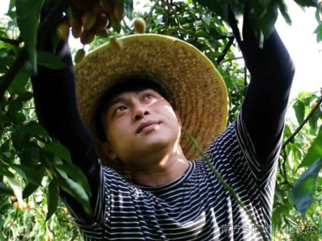 “线上+线下”销售黄皮！从化创业青年回乡助农致富