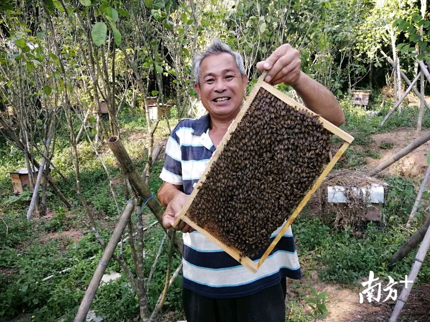 驻升平村扶贫队打造的“禅缘蜂场”，成为了贫困户陈敬波的“甜蜜事业”。受访者供图