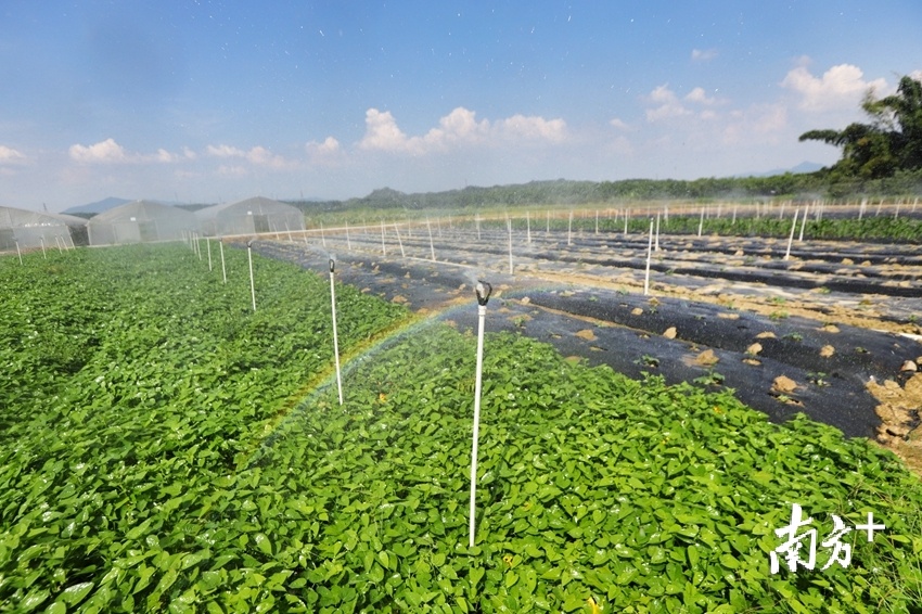 清新区龙颈镇中振智农科技有限公司，采用智能自动灌溉技术。梁素雅 摄