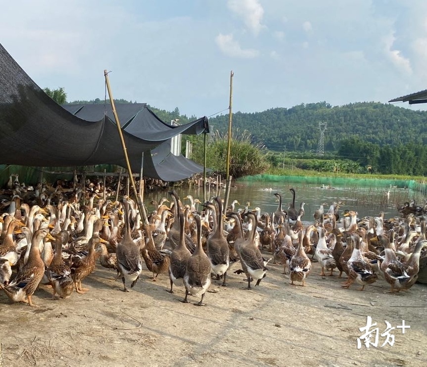 从稻田移到塘里圈养的鸭鹅。邓瑞庭 摄