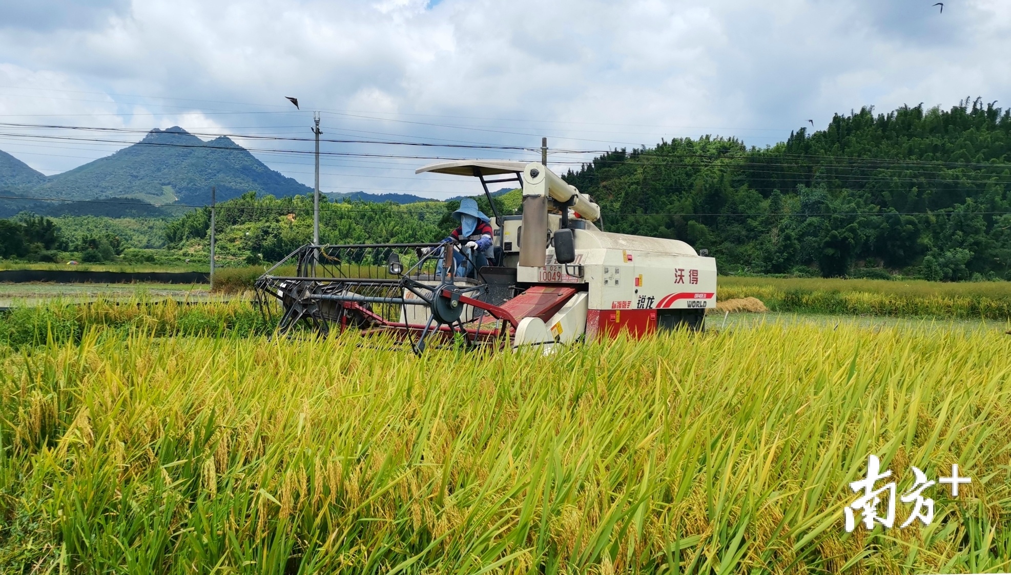 水稻收割机来回穿梭.余贤威 摄