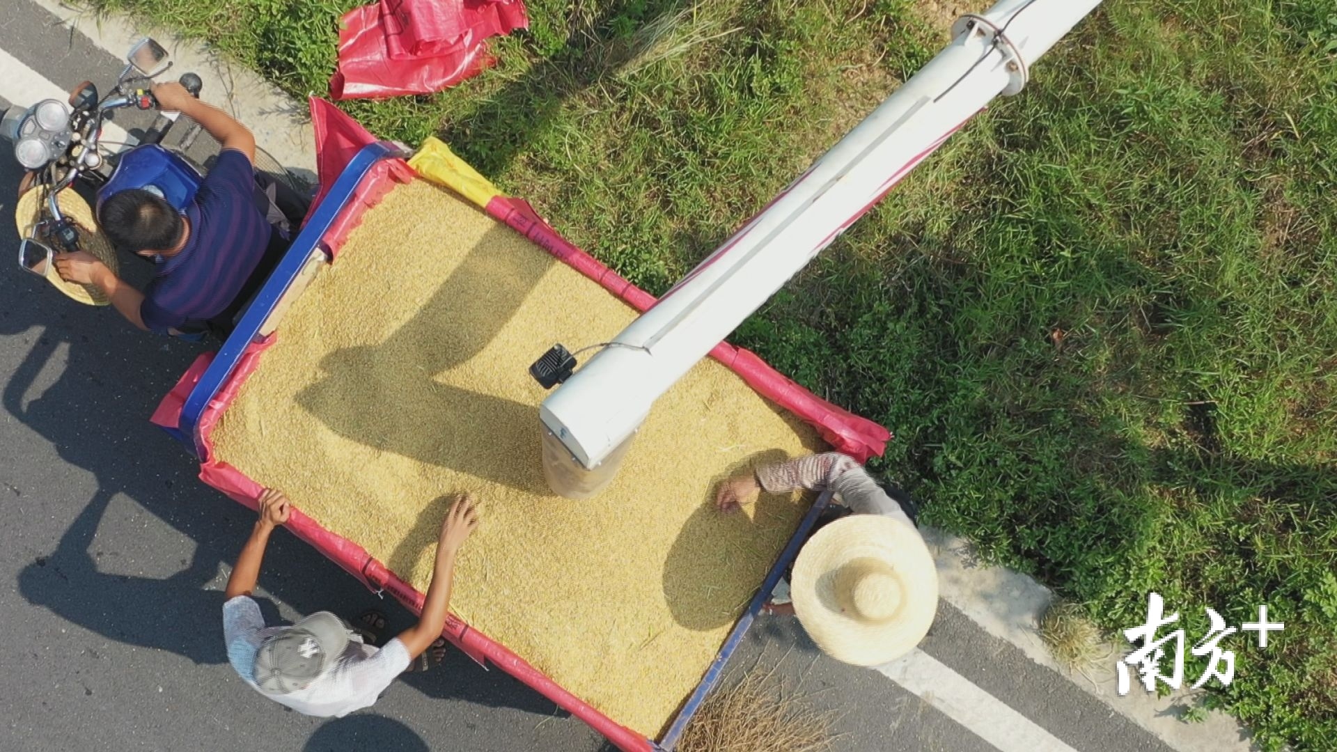 颗粒饱满的稻谷。黄荣坤 摄