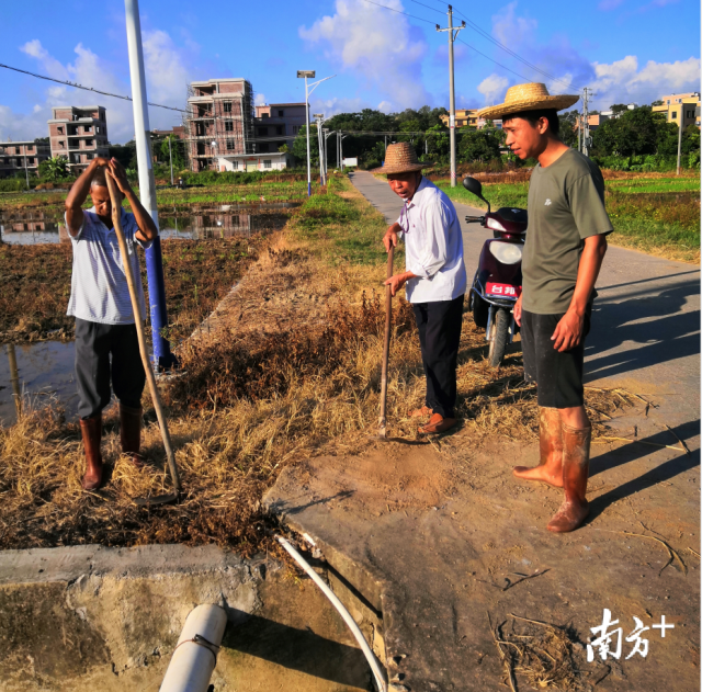 觀珠鎮(zhèn)葛山村黨支部書記謝興榮（中）帶候任村黨組織書記謝榮昌（右）修補村中灌溉渠的多處缺口。