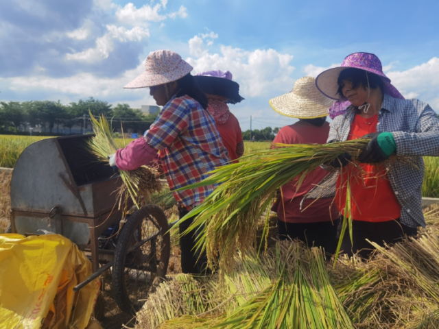 【走向我们的小康生活】区农业技术推广中心:“保姆式”育种子 助农民获丰收