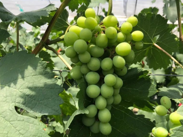 走向我们的小康生活|赤光镇大洋村:发展葡萄产业,助力脱贫户脱贫增收!