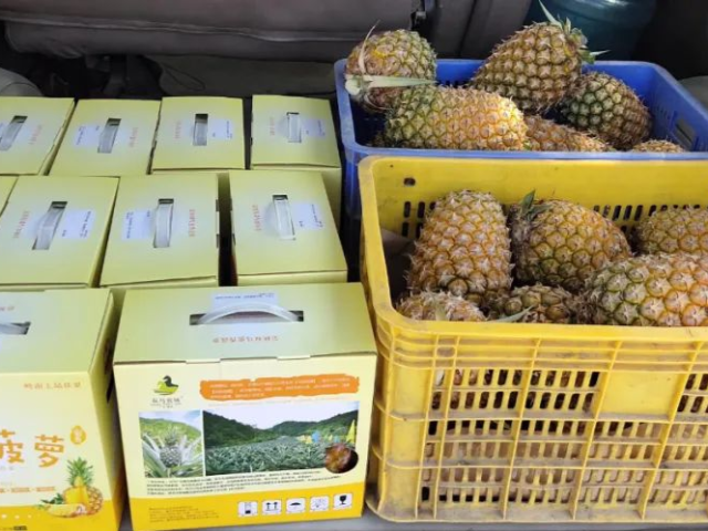 走向我们的小康生活·决战决胜脱贫攻坚|高要禄步镇双马村:菠萝甜,生活更甜