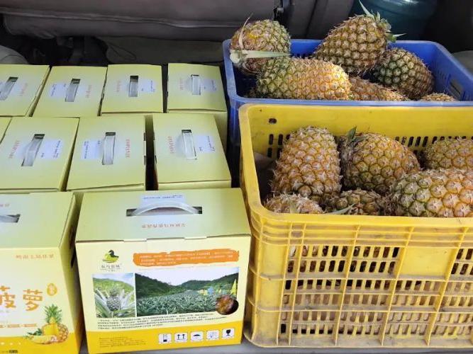 走向我们的小康生活·决战决胜脱贫攻坚|高要禄步镇双马村:菠萝甜,生活更甜