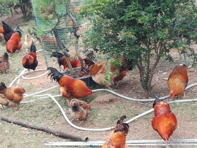 【走向我们的小康生活】“一村一品 一镇一特”引领村民致富奔康