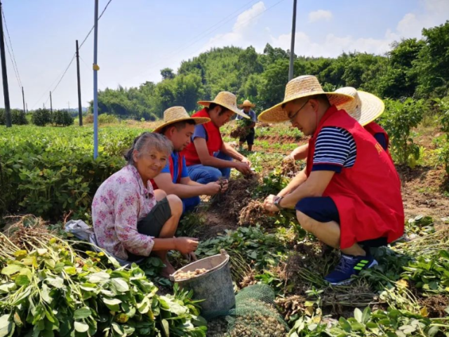 【走向我们的小康生活】仁化县:8万亩花生喜丰收 贫困户笑开颜