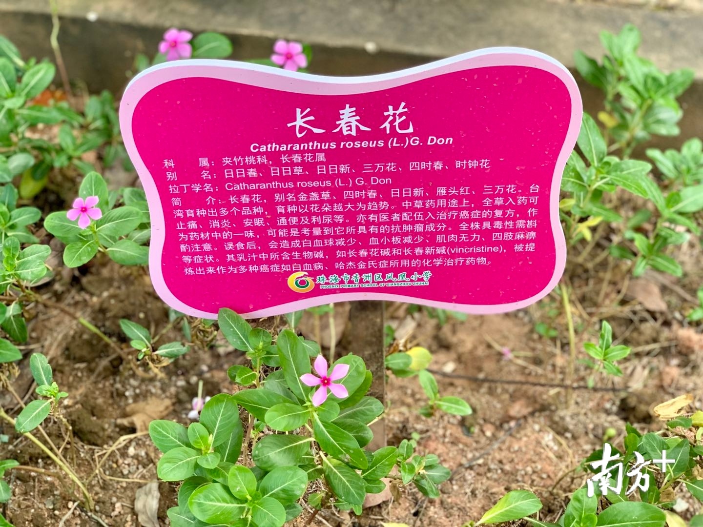 长春花样子介绍图片