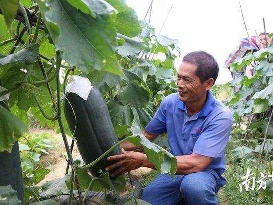 蔬菜种植年入10万!英德这名贫困户“种”出致富路