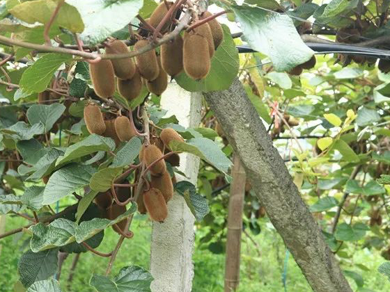 精准扶贫•贵州篇 | 累累果实挂满藤,贵州黔西好一派丰收景象!