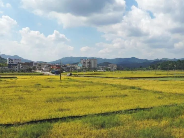 【脱贫攻坚】扶溪镇:政府主导产业扶贫 引领村民走上脱贫致富路