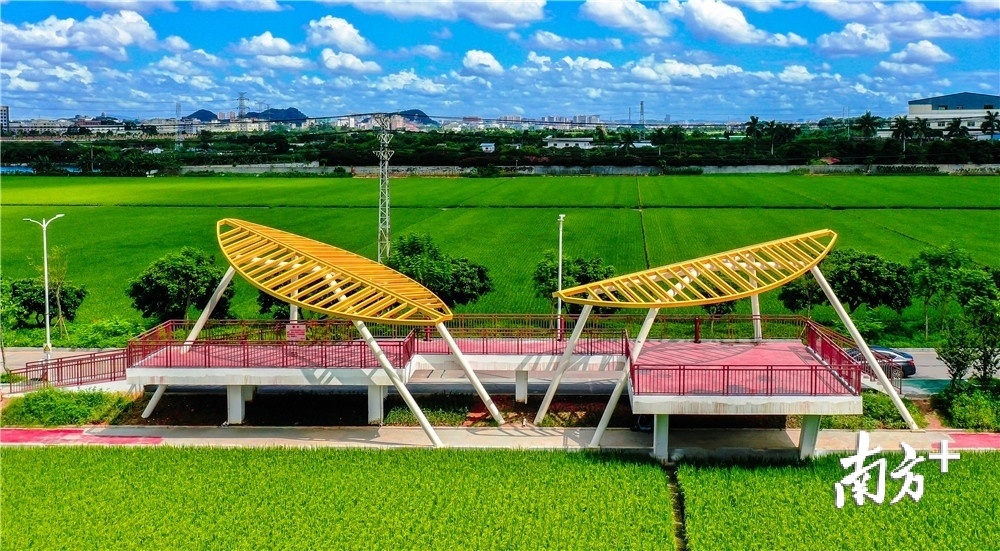 东城周屋稻田的特色观景台。东城住建部门供图