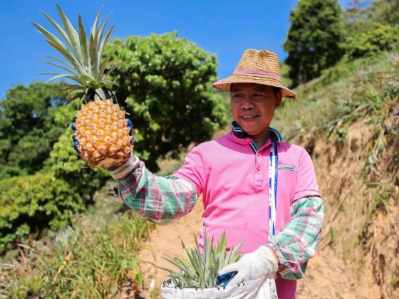 【走向我们的小康生活】云城区安塘金钻凤梨:每一口都是甜蜜的“致富果”