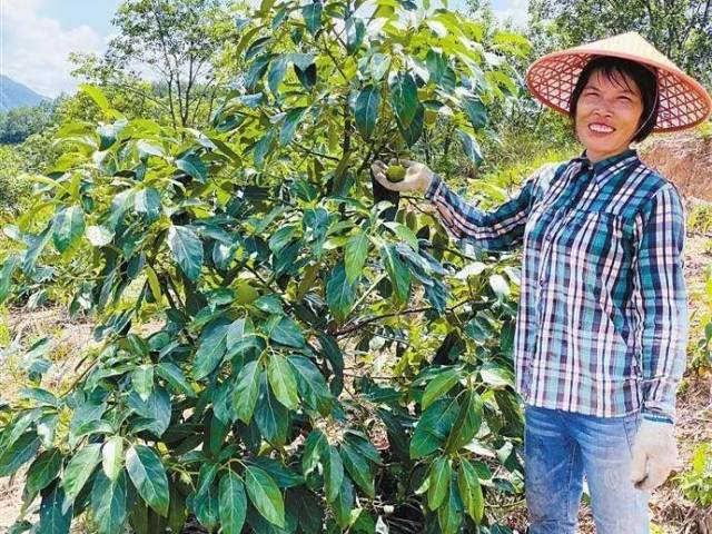 有困难找扶贫干部!单亲妈妈种好牛油果过上甜日子
