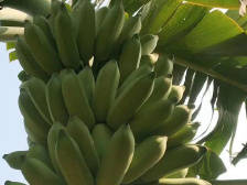 英德黄花镇：“一村一品”助脱贫，产业聚“蕉”奔小康