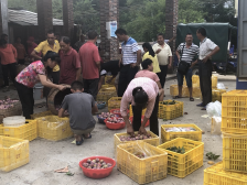 莞韶帮扶|扶贫产品走出深山！乐昌黄金奈李销售火热