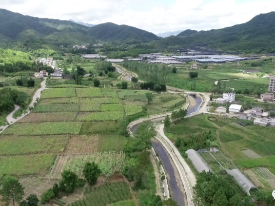 走向我们的小康生活 | 新丰县茶峒村:一片“小茶叶”,做出乡村振兴“大产业”