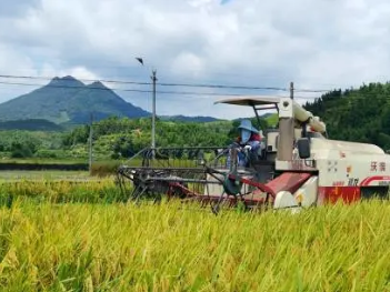 【脱贫攻坚】嘎嘎嘎~水稻丰收了,田里的鸭子也长大了