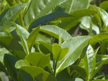 党建引领,因地制宜,乳源探索决战决胜脱贫攻坚新模式