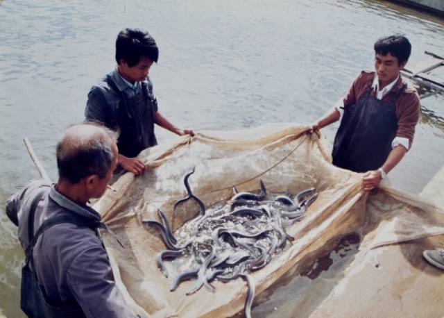 特区40年轮丨1986：出海寻机，农副产品“走出去”开拓新市场