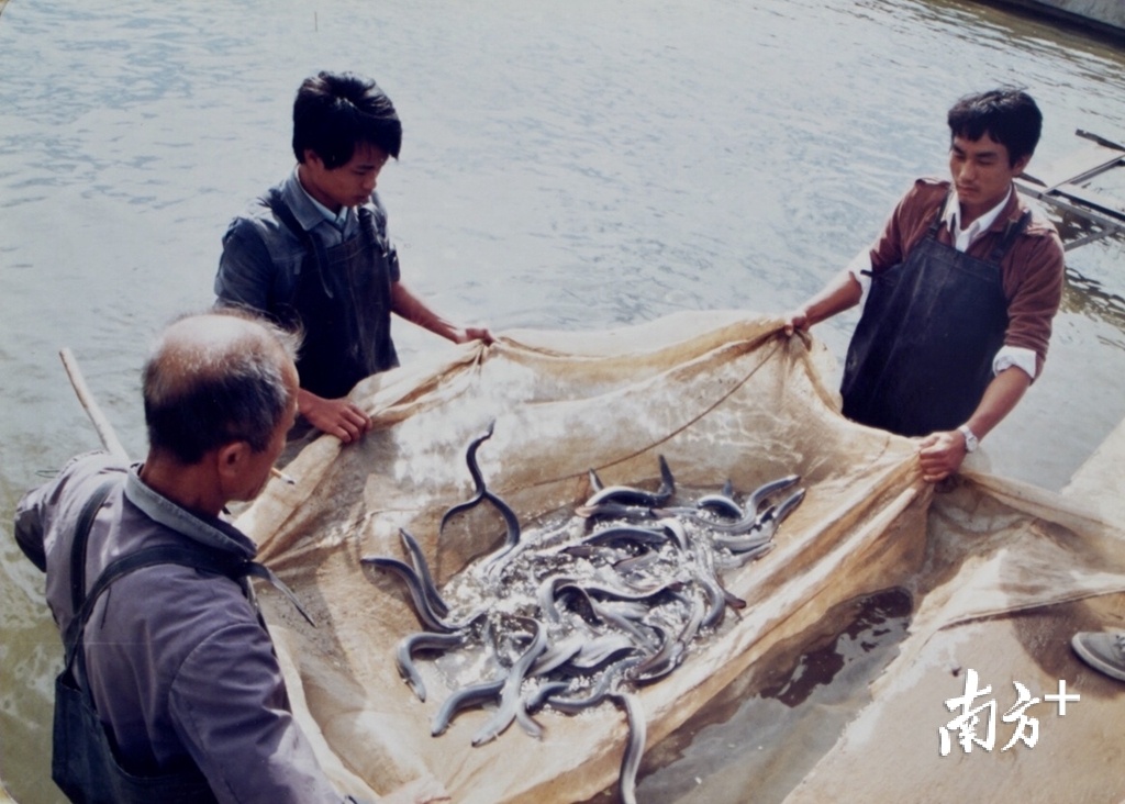 工作人员捕捞鳗鱼准备出口杨立轩 翻拍