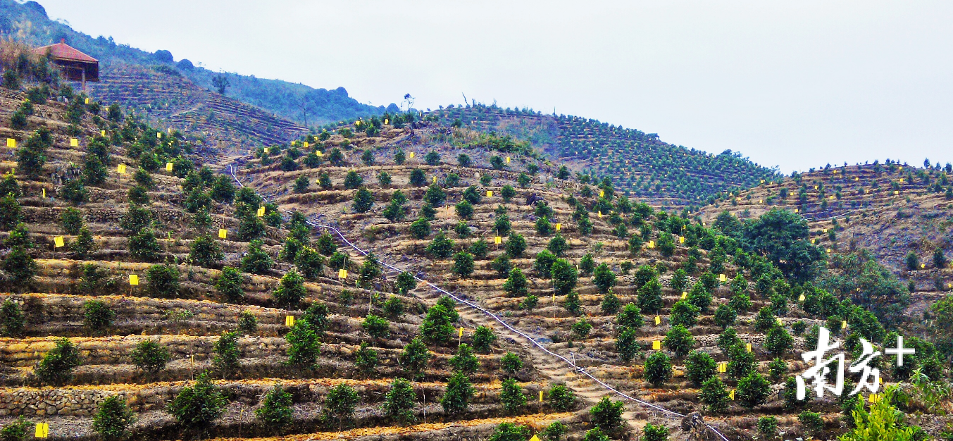 位于潮安区凤凰镇大山村的立体绿色防控示范茶园。受访者供图