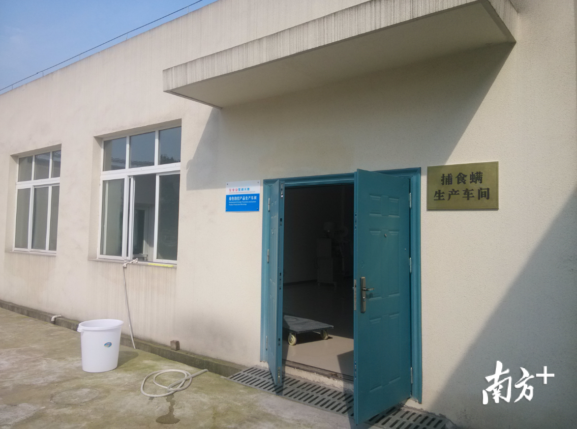 捕食螨生产车间。受访者供图