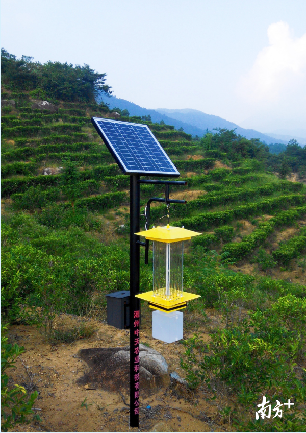 立体绿色综防技术在实地应用。受访者供图