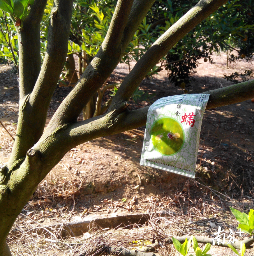 陈楚安团队研发的捕食螨释放袋。受访者供图