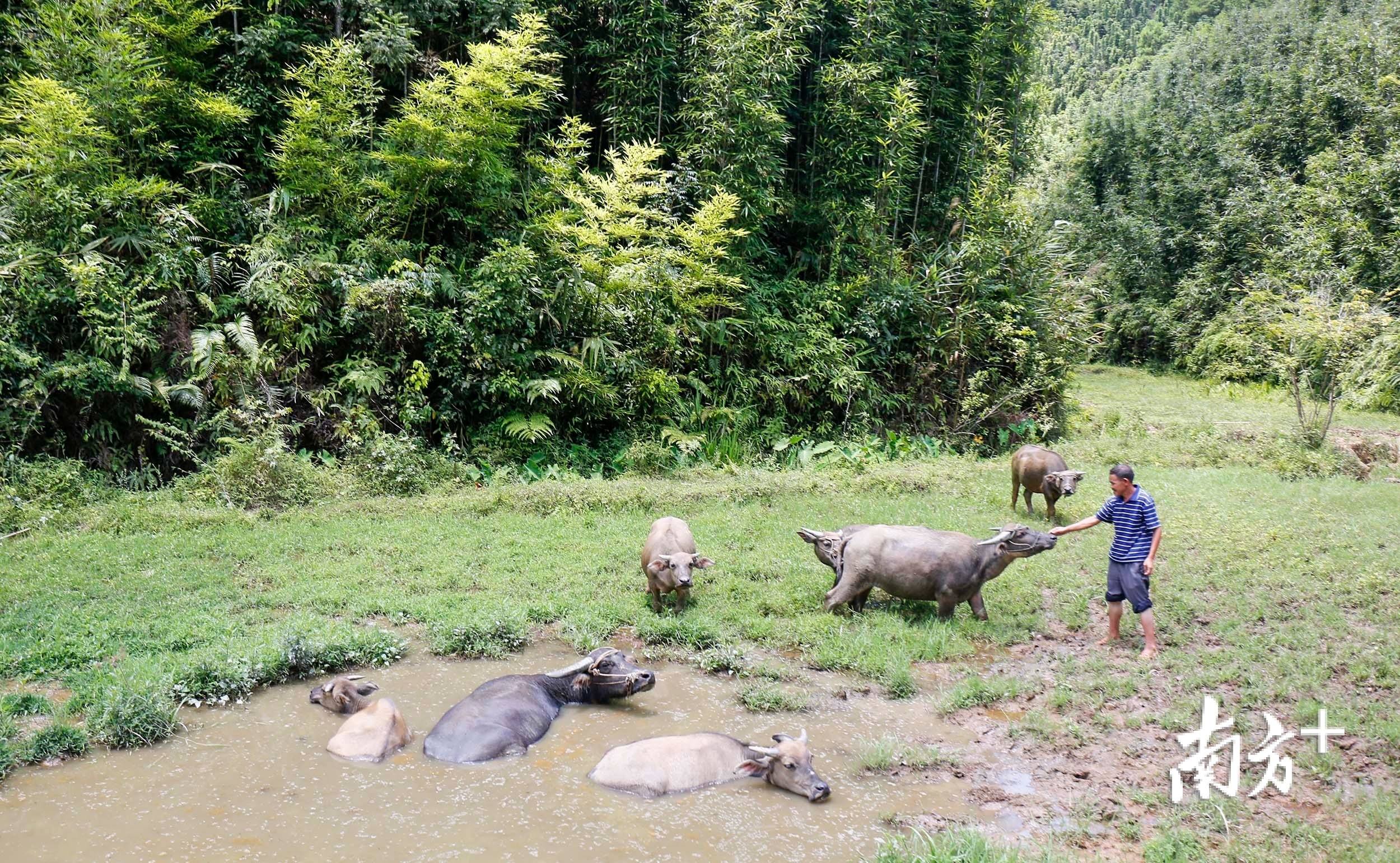 田头乡间,一片忙碌。 田头乡间,一片忙碌。