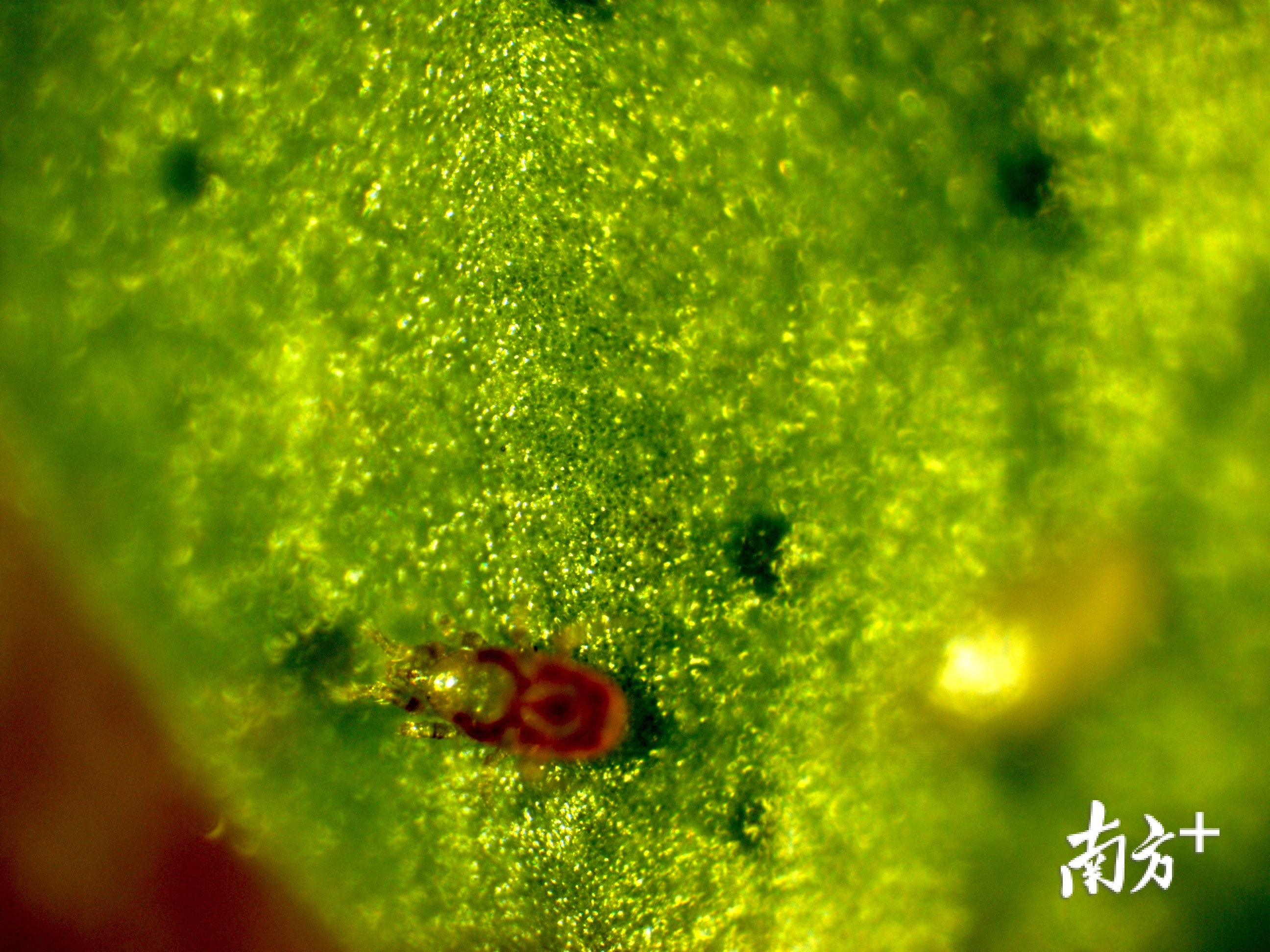 刚吃完红蜘蛛的巴氏钝绥螨。受访者供图