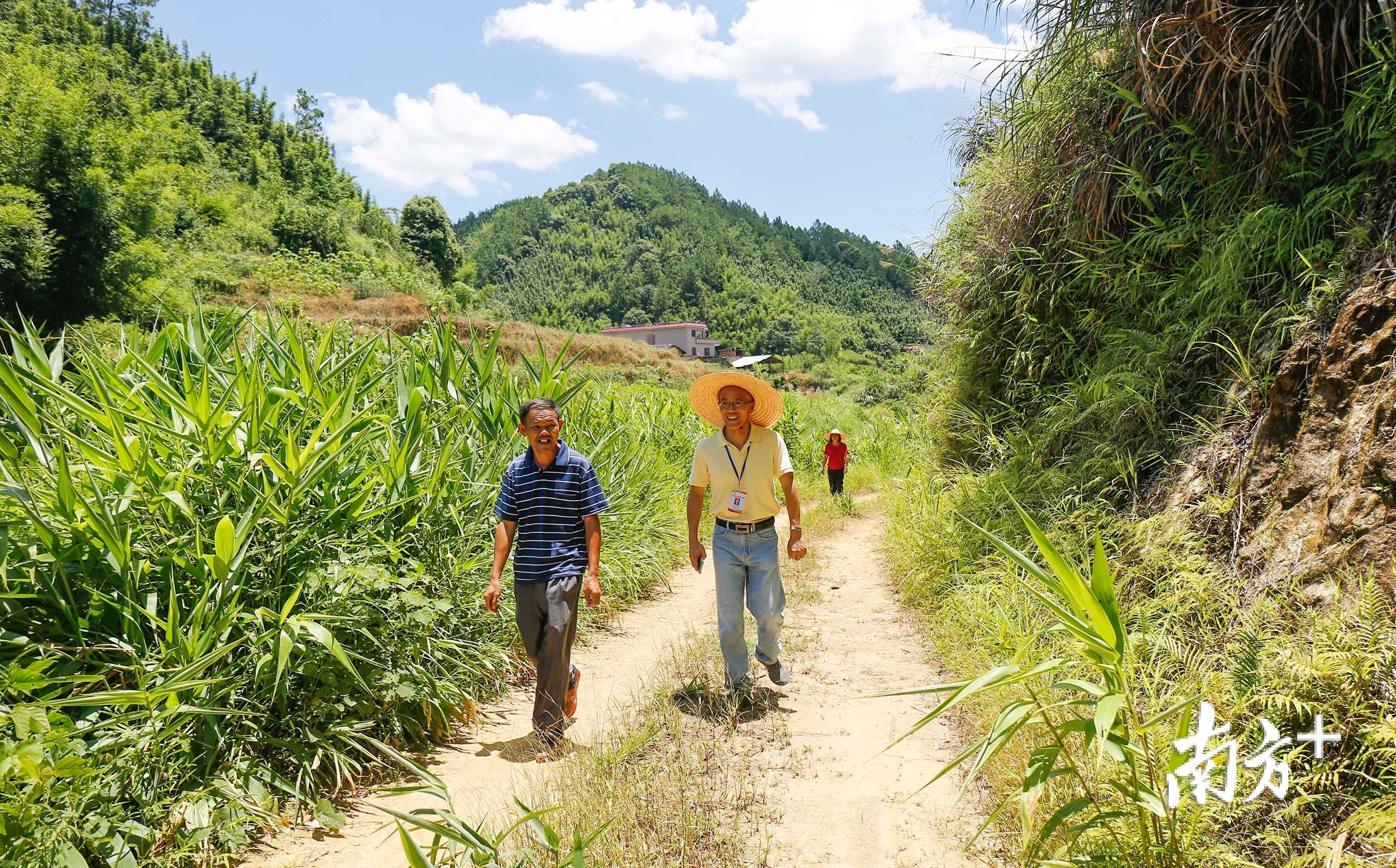 机耕路的开辟极大地促进了茶杆竹的开采,崔伟忠(左二)说年内要再修建8公里机耕路。