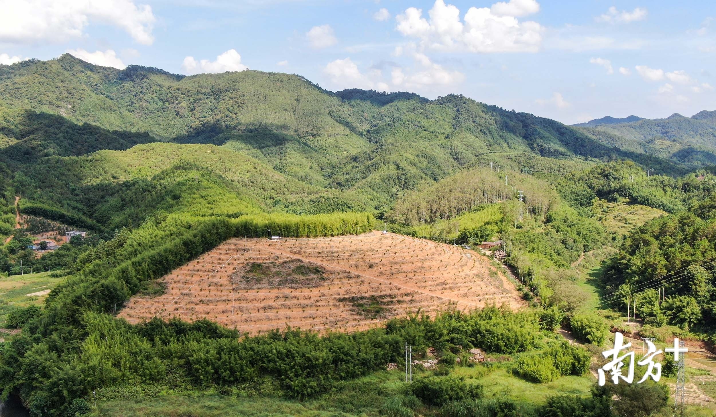 塘村村夏威夷果示范基地,在今年刚刚完成平整,并植下800多棵新苗。