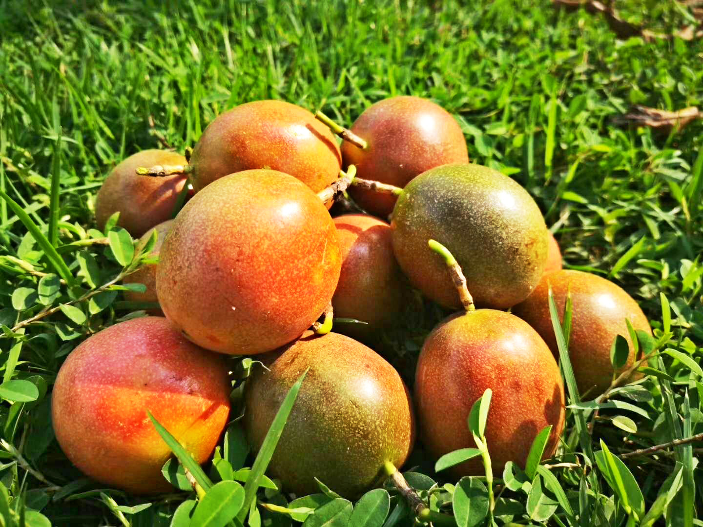 上陂头村百香果飘香。林艺勤 摄 上陂头村百香果飘香。林艺勤 摄