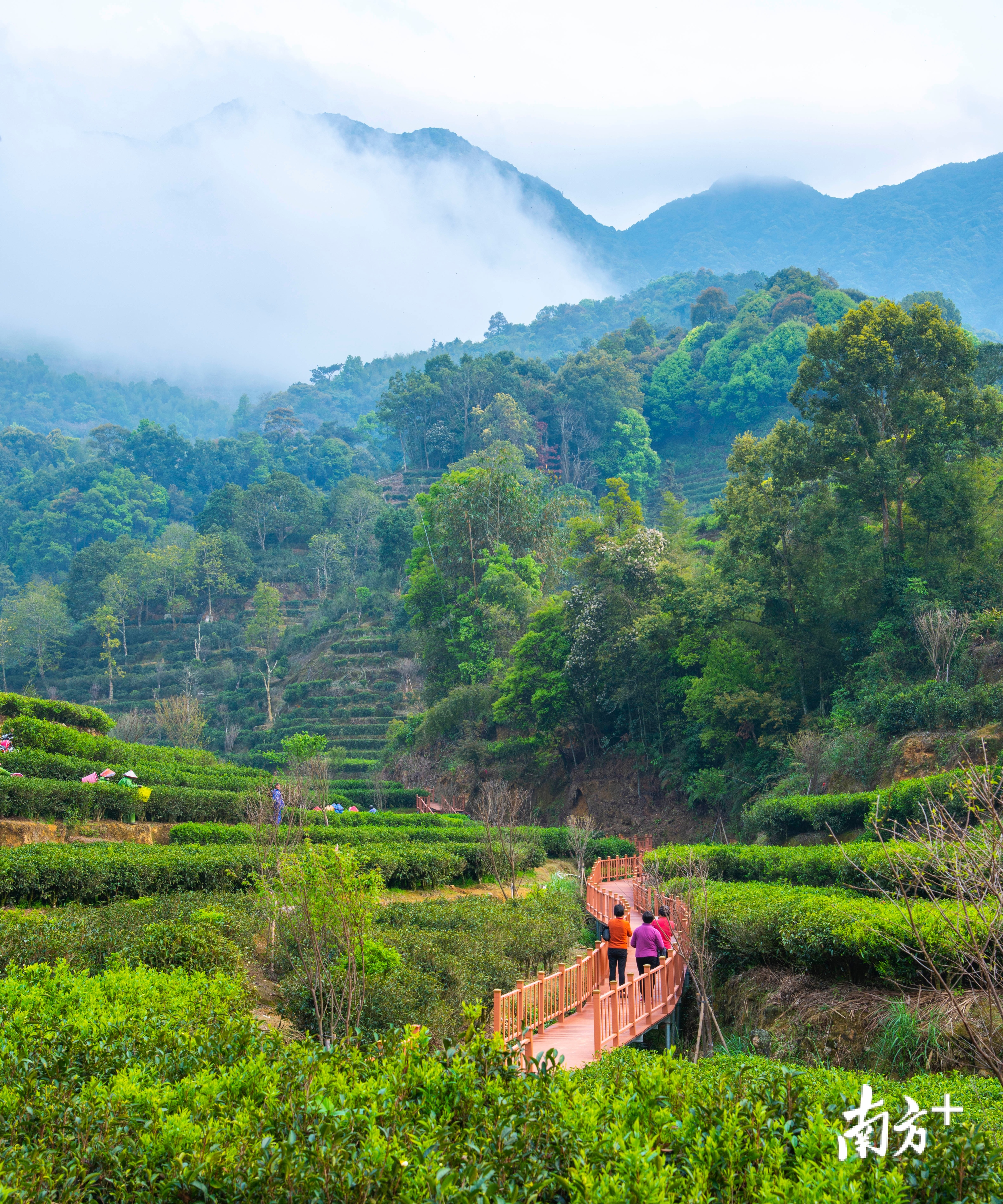 茶叶种植是潮安区一大特色农业。