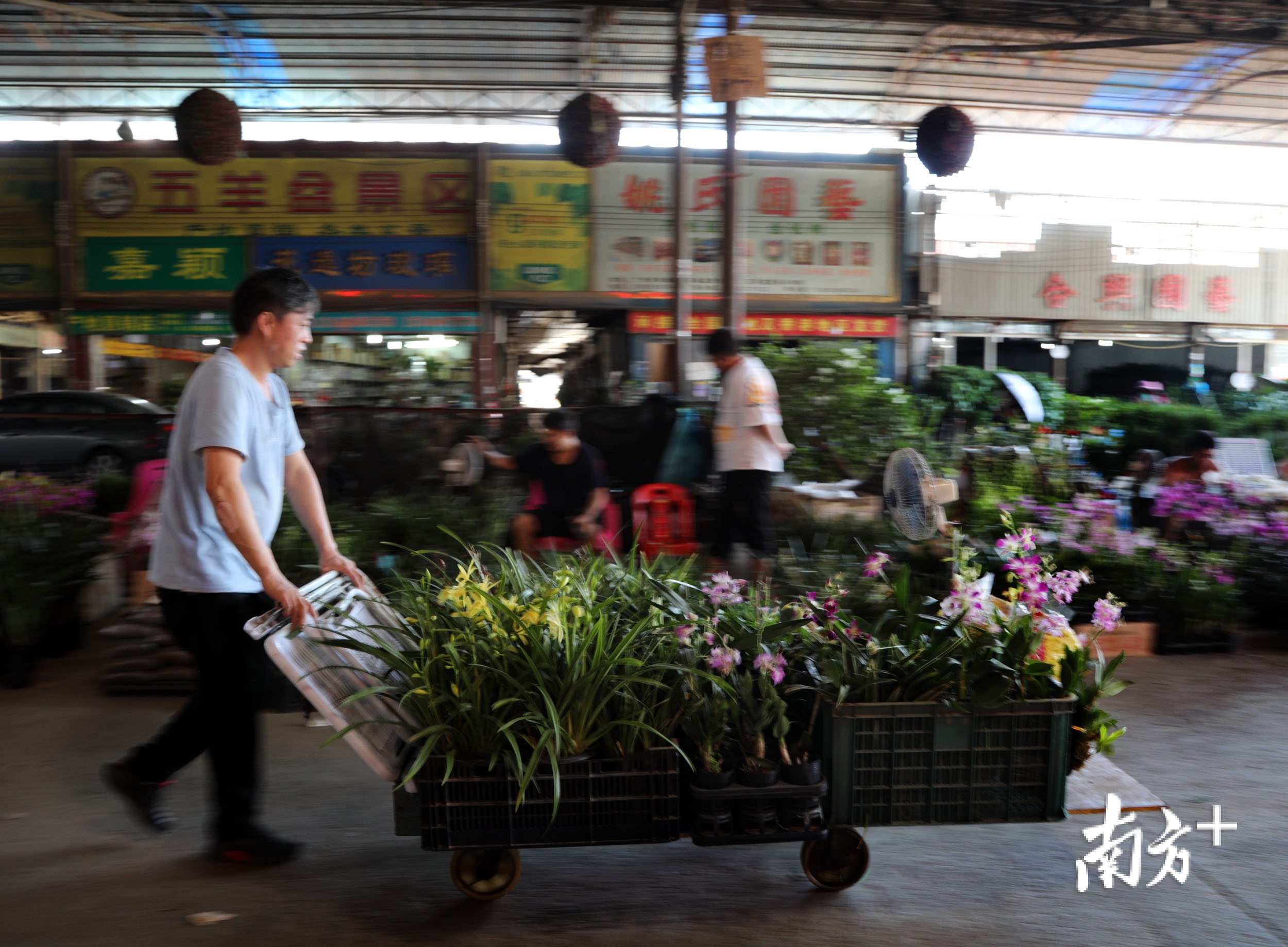 花鸟鱼虫两大批发市场疏解广州西腾笼换鸟再出发