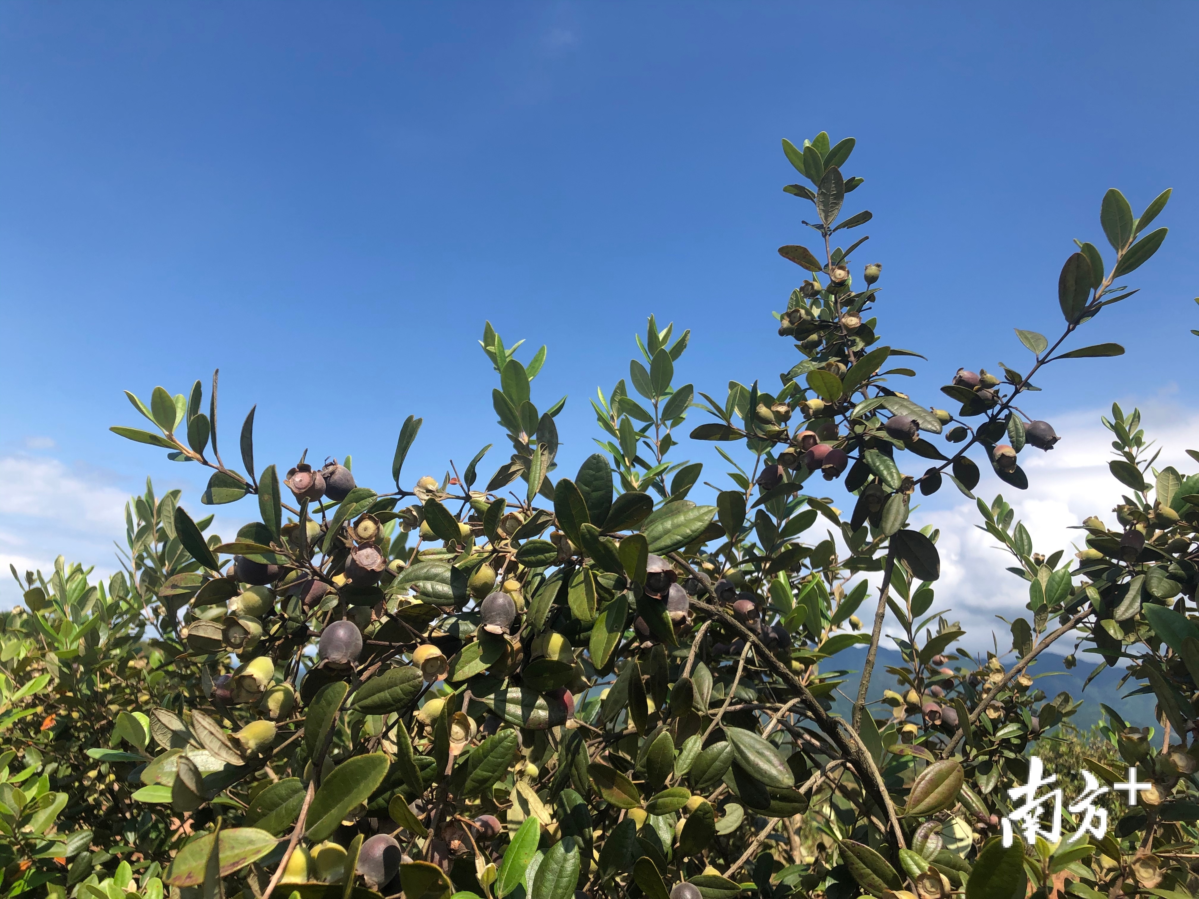 始兴县200多亩山稔子成熟:童年野果成致富宝