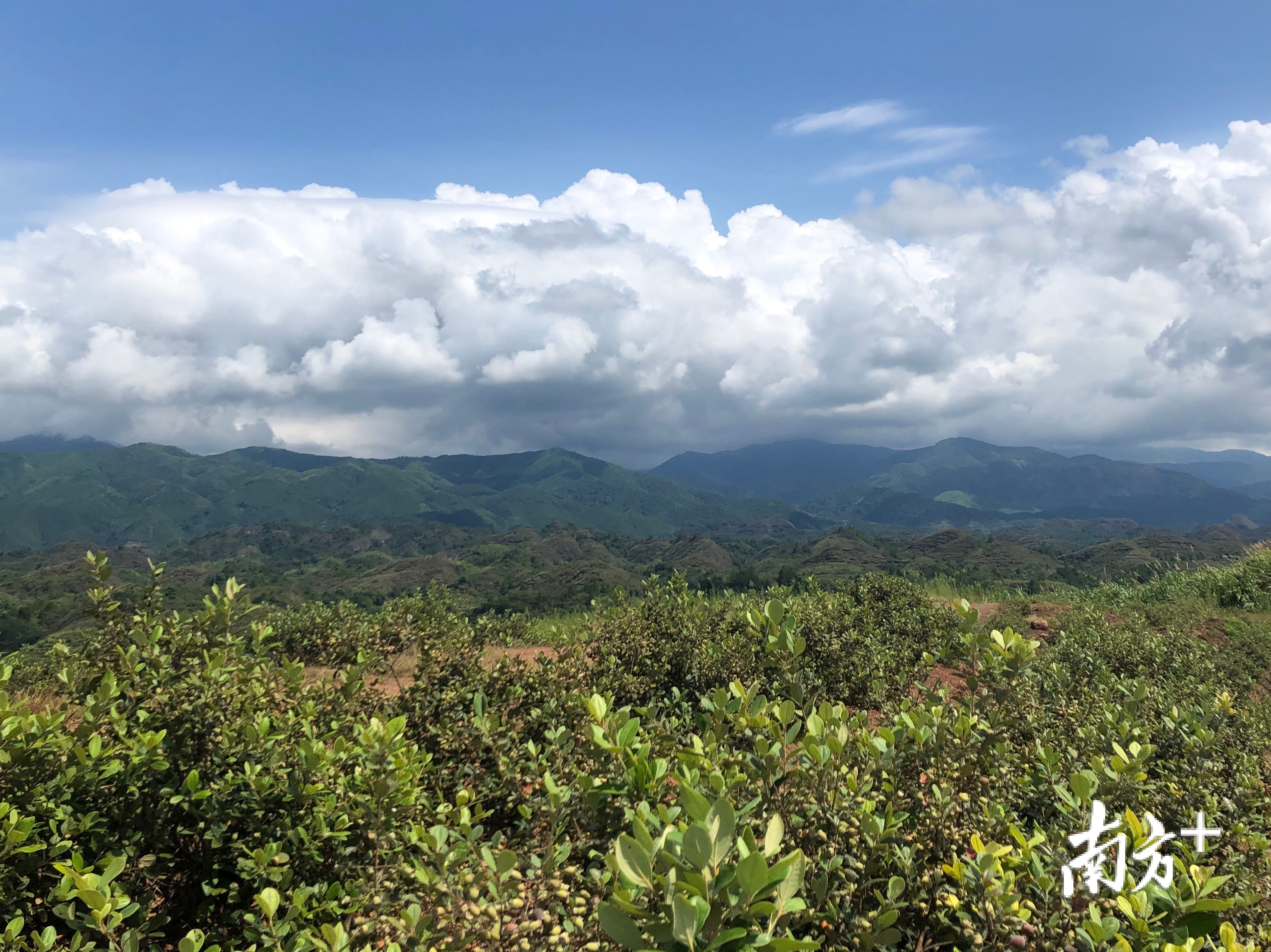 始兴县200多亩山稔子成熟:童年野果成致富宝