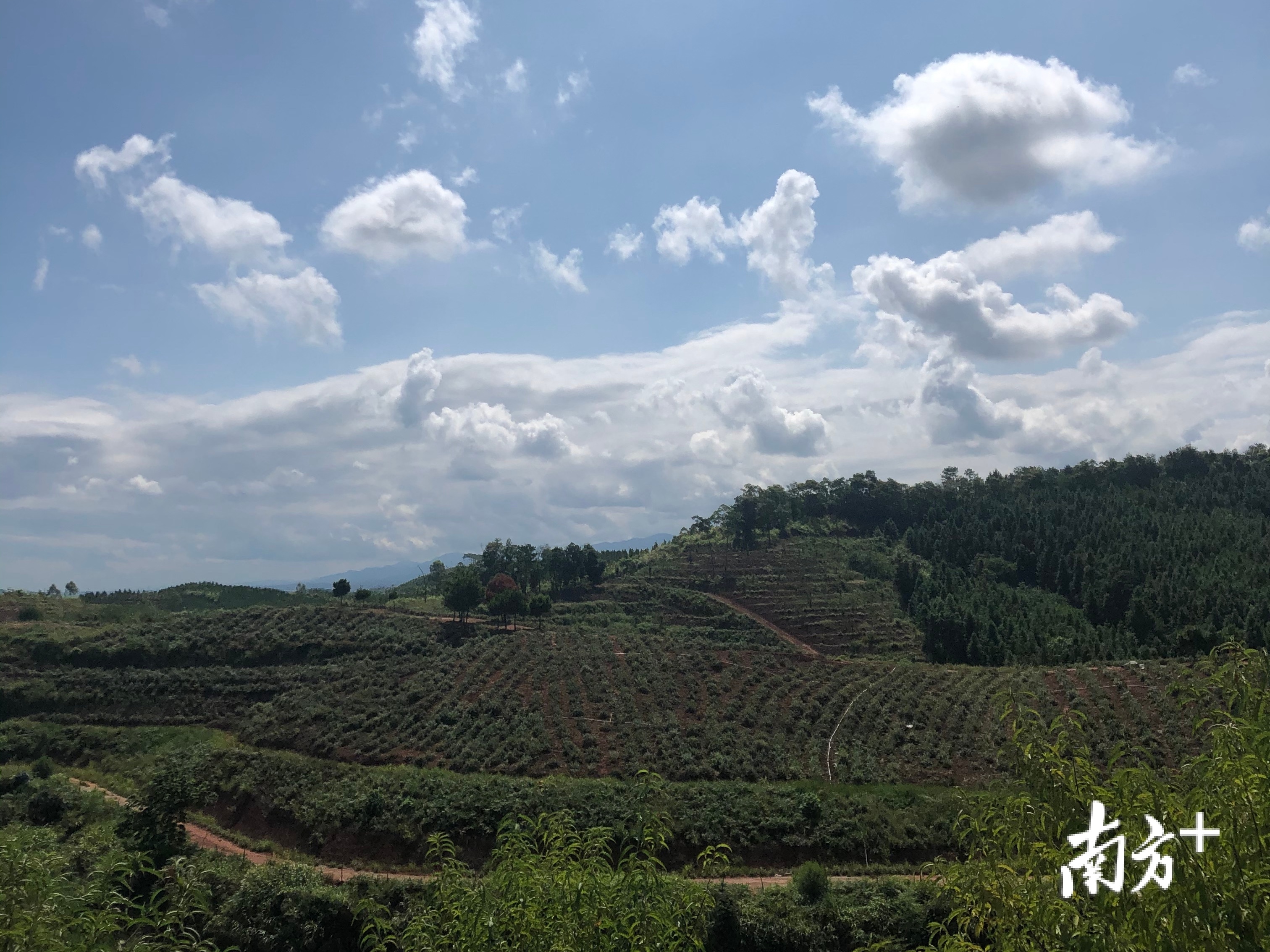 始兴县200多亩山稔子成熟:童年野果成致富宝