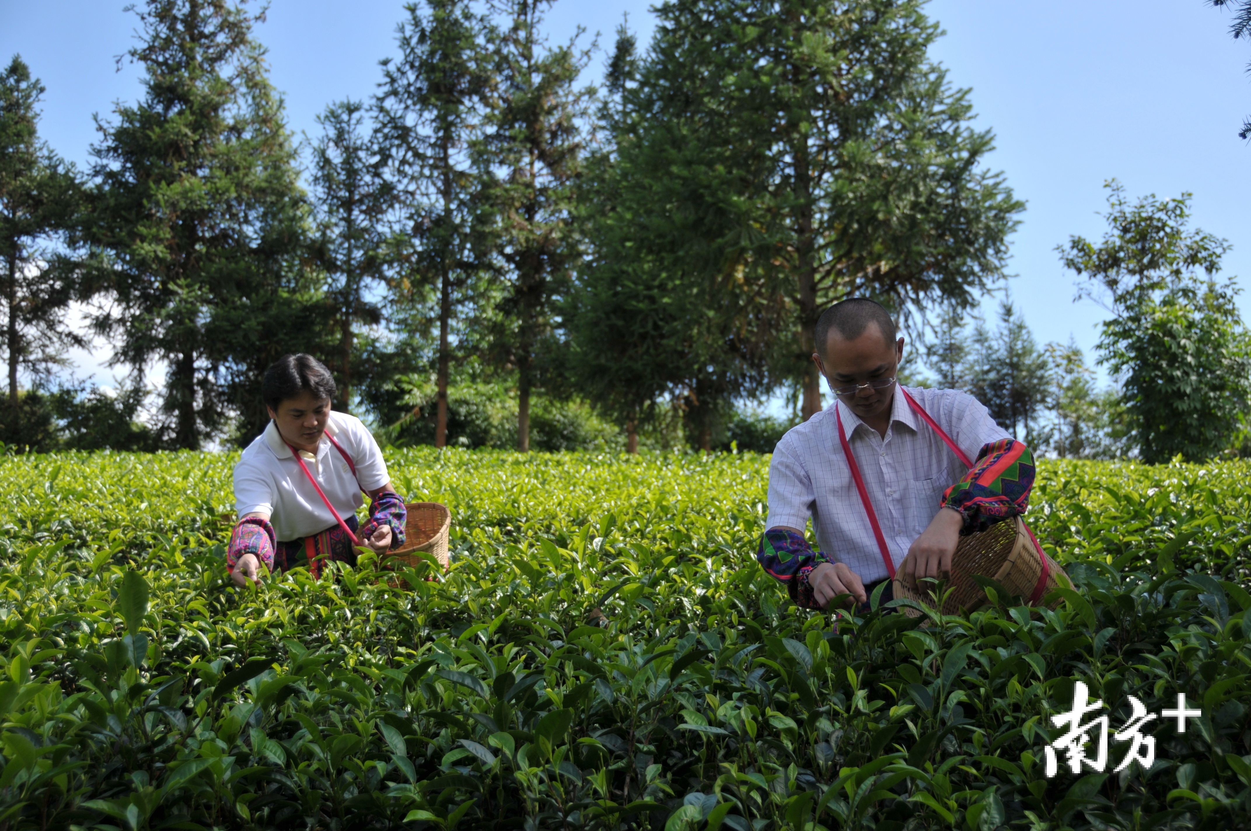 茶文化活动兴起，让越来越多人了解茶文化。