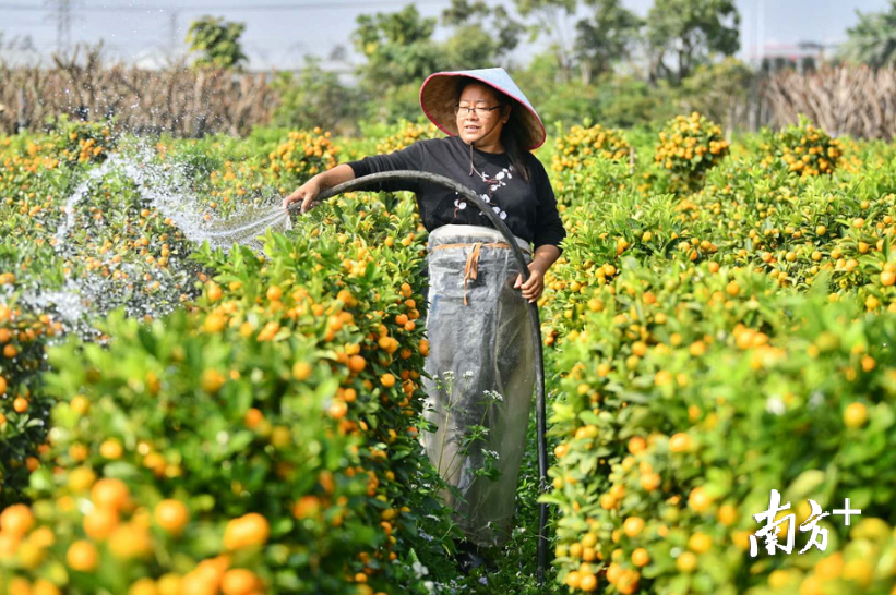 顺德陈村高效的桑基鱼塘系统种植了大量的年桔。南方日报记者 戴嘉信 摄 顺德陈村高效的桑基鱼塘系统种植了大量的年桔。南方日报记者 戴嘉信 摄