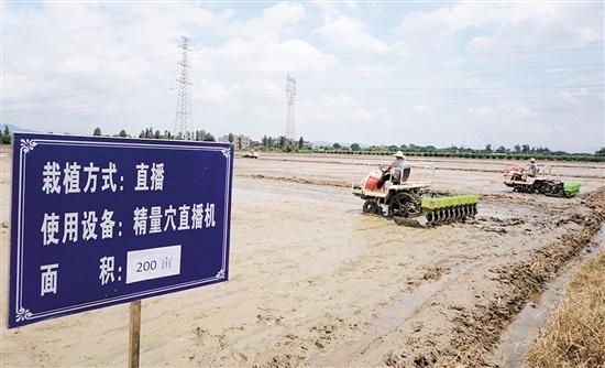 演示会现场，水稻精量穴直播机在田间来回作业。