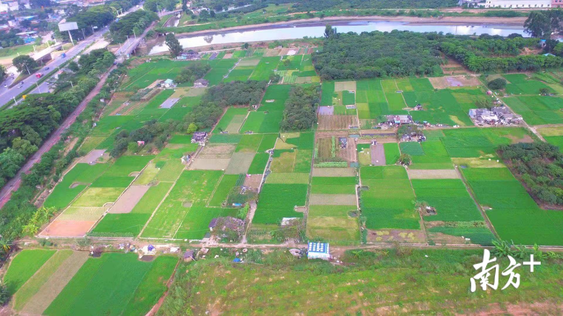 常平镇袁山贝美丽田园整治前。 常平镇袁山贝美丽田园整治前。